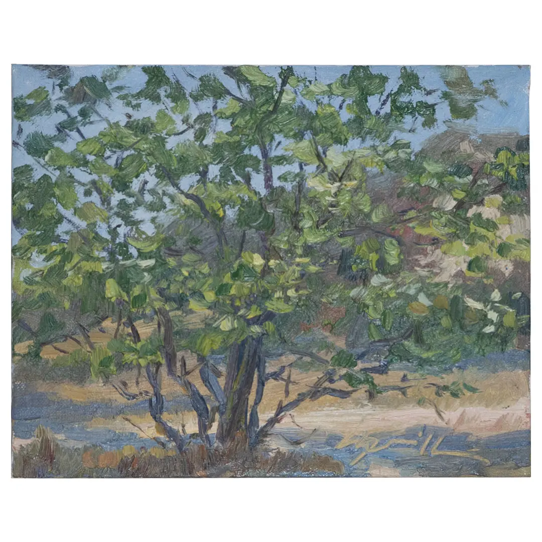 Sycamore Shadows 1